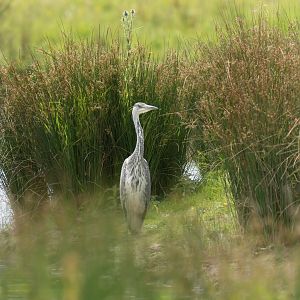 Grey heron juvenile, wild, UK
