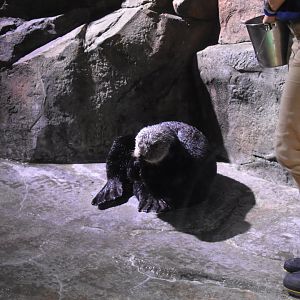 Southern Sea Otter