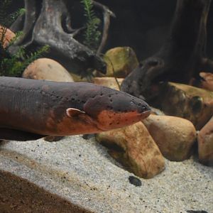 Electric Eel