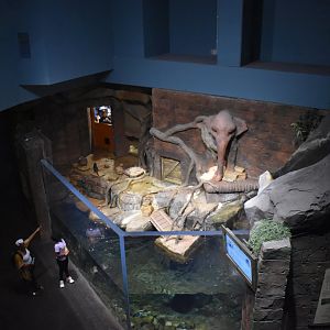 Asian Small Clawed Otter