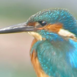 Common Kingfisher, Alcedo atthis