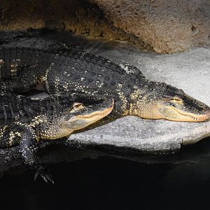 American Alligators
