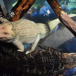 Albino American Alligator