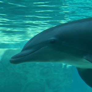 Bottlenose Dolphin