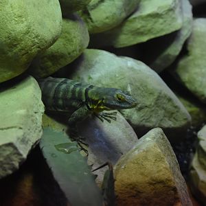 Collared Lizard