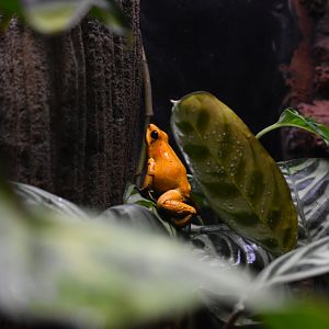 Poison Frog