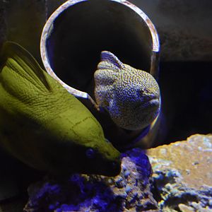 Moray Eels
