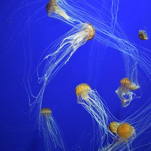 Japanese Sea Nettles