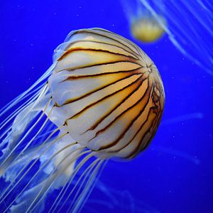 Japanese Sea Nettle