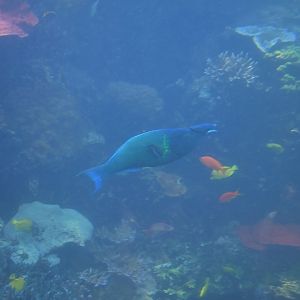 Bird Wrasse