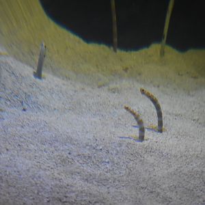 Banded Garden Eels