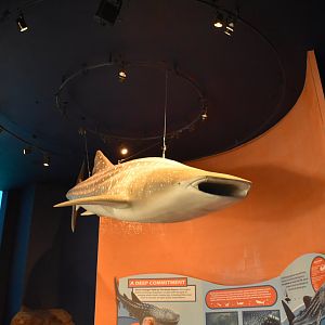 Whale Shark Display