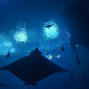 Eagle Ray and Whale Shark