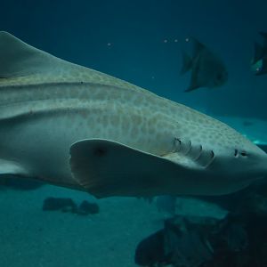 Zebra Shark