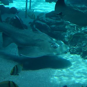 Bowmouth Guitarfish