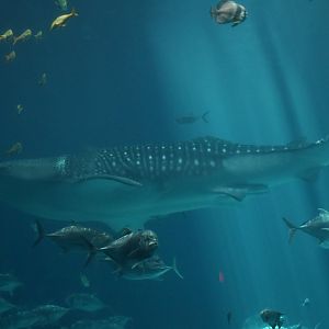 Whale Shark