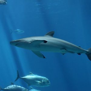 Silky Shark