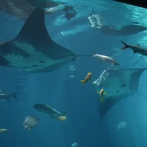 Manta Rays