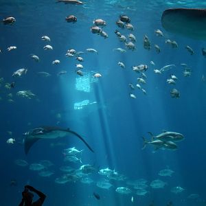 Manta Ray and Whale Sharks