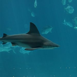 Sandbar Shark