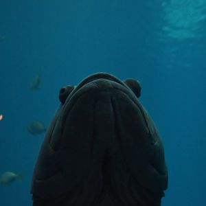 Goliath Grouper