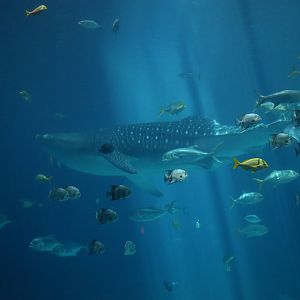 Whale Shark