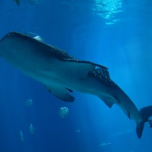 Whale Shark Ventral