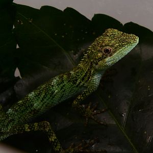 Indonesian false bloodsucker (Pseudocalotes tympanistriga)