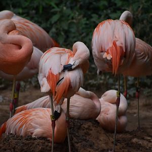 Chilean Flamingos