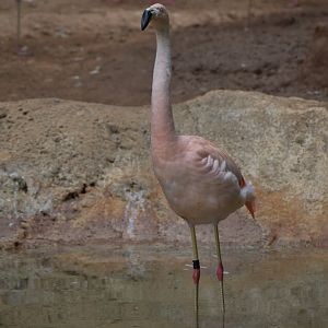 Chilean Flamingo