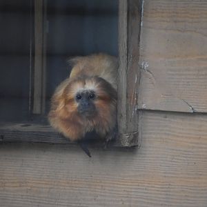 Golden Lion Tamarin