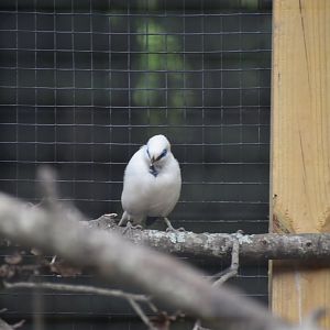 Bali Myna