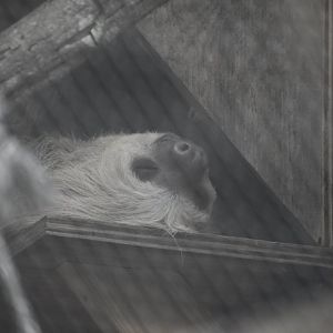Hoffman's Two Toed Sloth