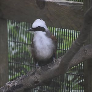 White-crested laughingthrush