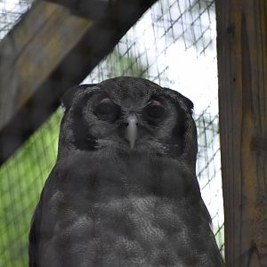 Milky Eagle  Owl