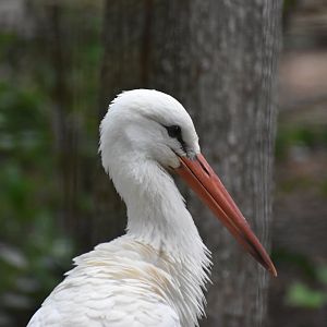 White Stork