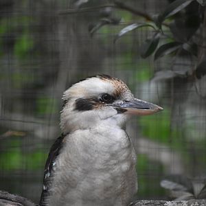 Laughing Kookaburra
