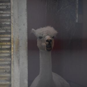 Alpaca