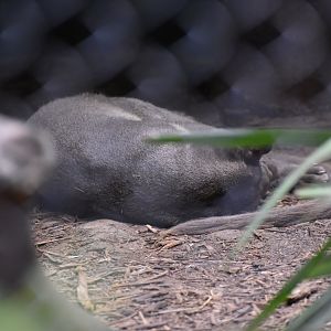 Sleepy Fossa