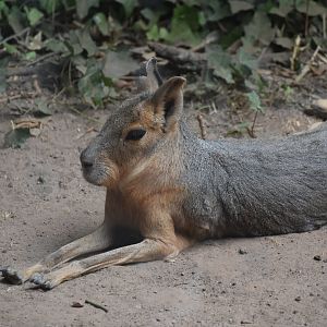 Patagonian Mara