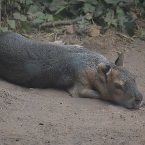 Patagonian Mara 2