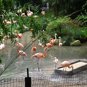 Flamingo exhibit (American and Chilean Flamingos)