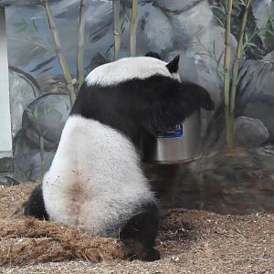 Giant Panda Drinking