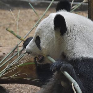 Giant Panda Breaking Some Bamboo