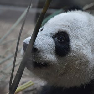Giant Panda Sniffing
