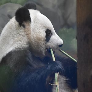 Giant Panda Eating