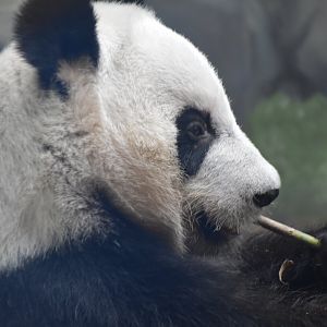 Giant Panda