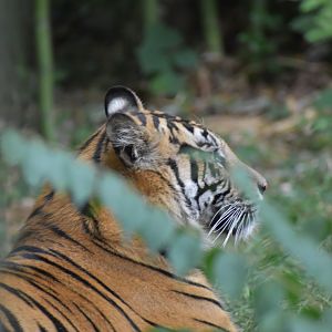 Sumatran Tiger