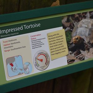 Impressed Tortoise Signage