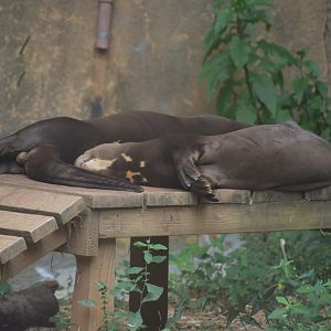 Giant River Otter Sleeping